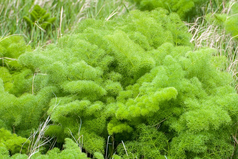 Prangos ferulacea photo 8