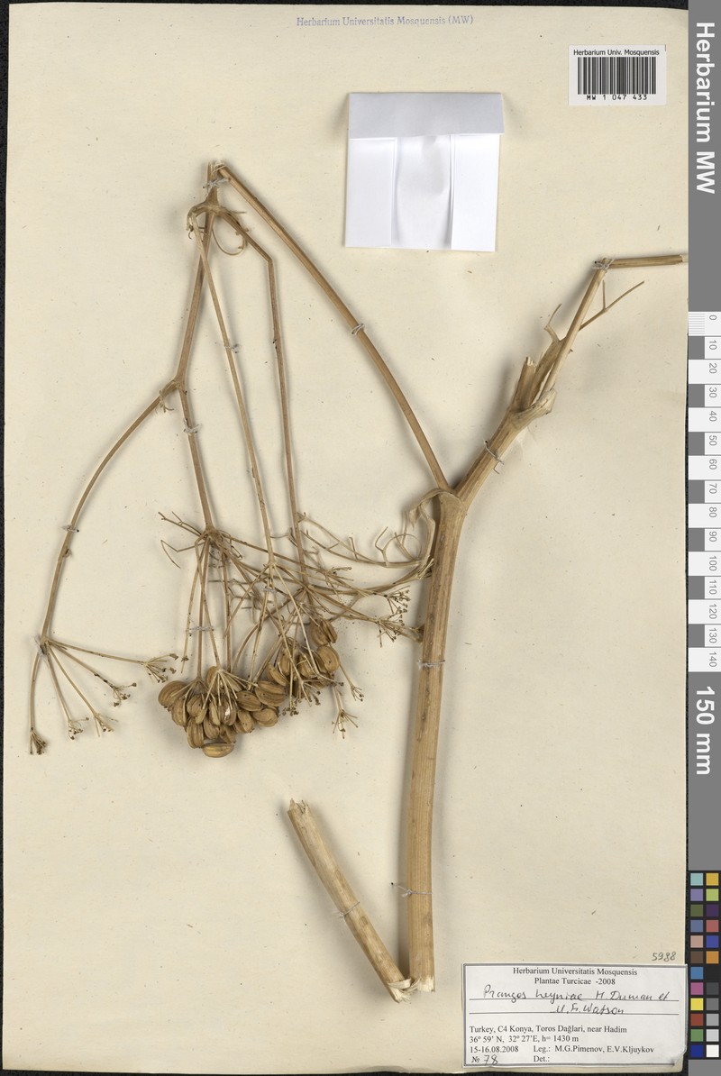 Prangos heyniae