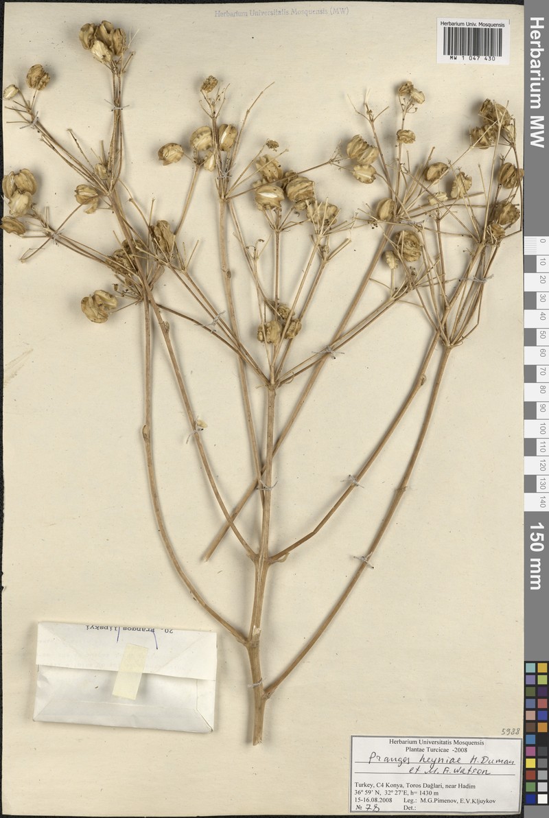 Prangos heyniae photo 2