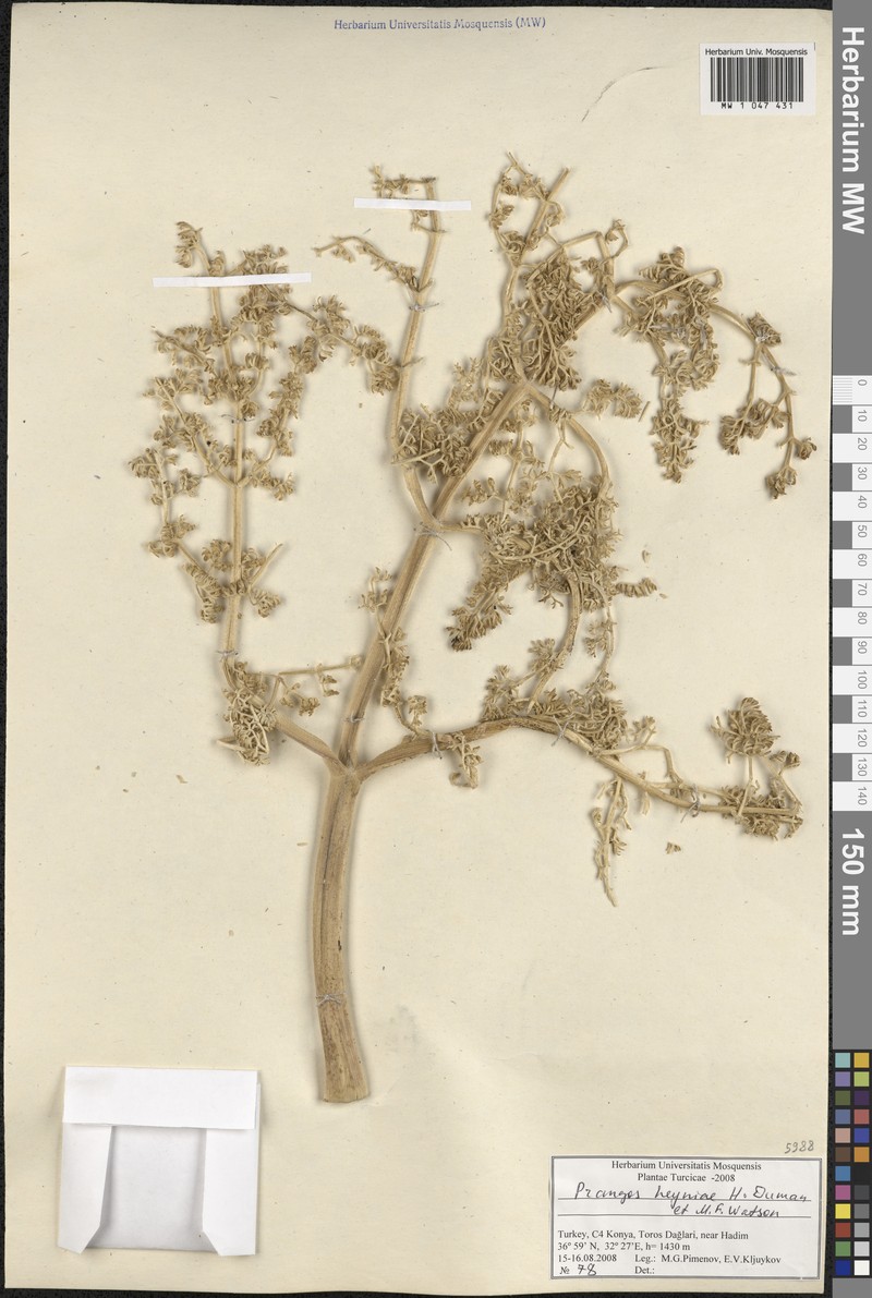 Prangos heyniae photo 3