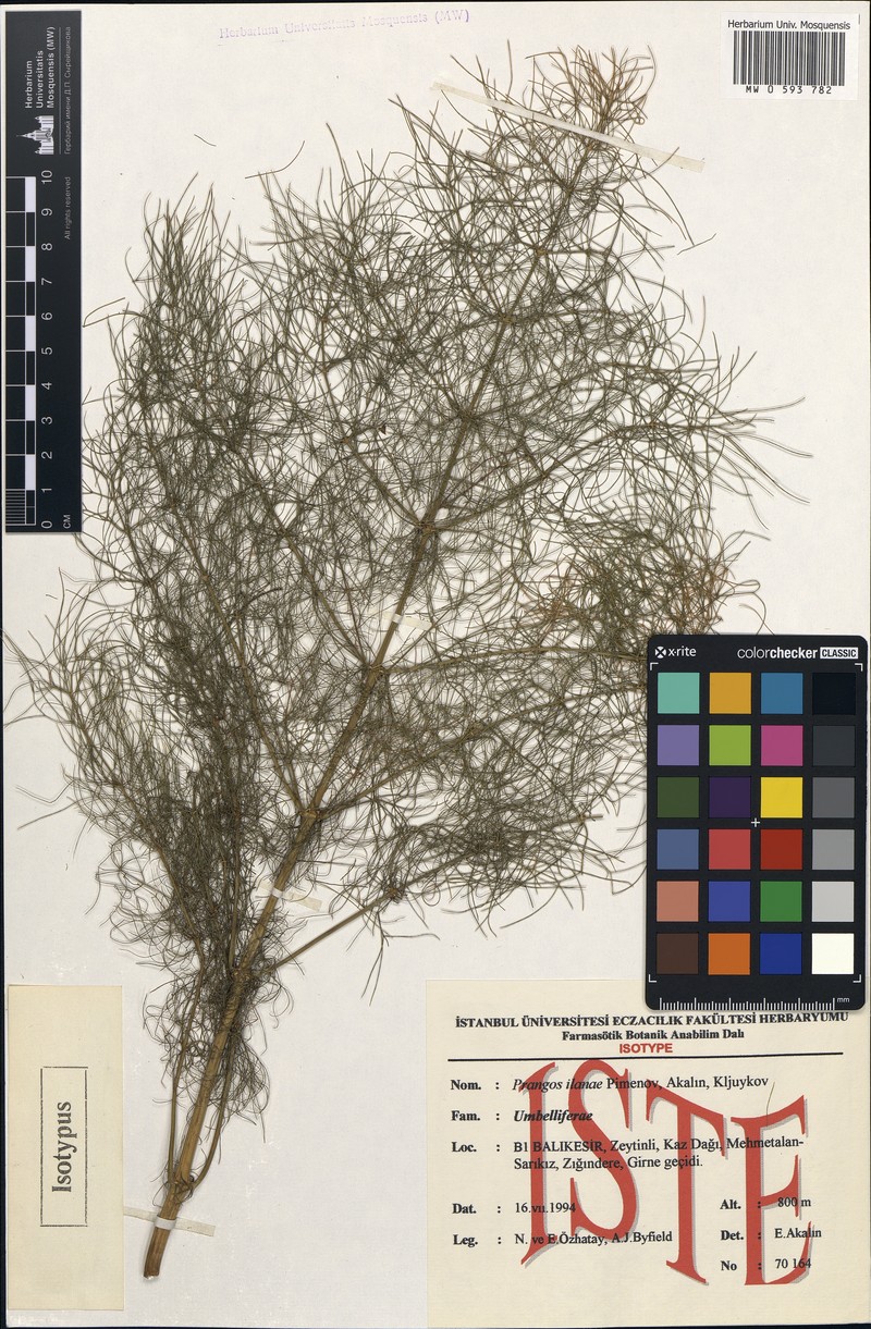 Prangos ilanae