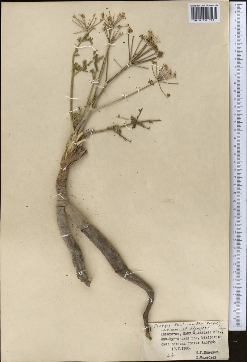 Prangos lachnantha