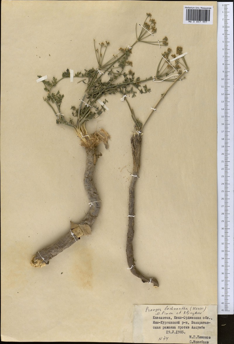 Prangos lachnantha photo 2