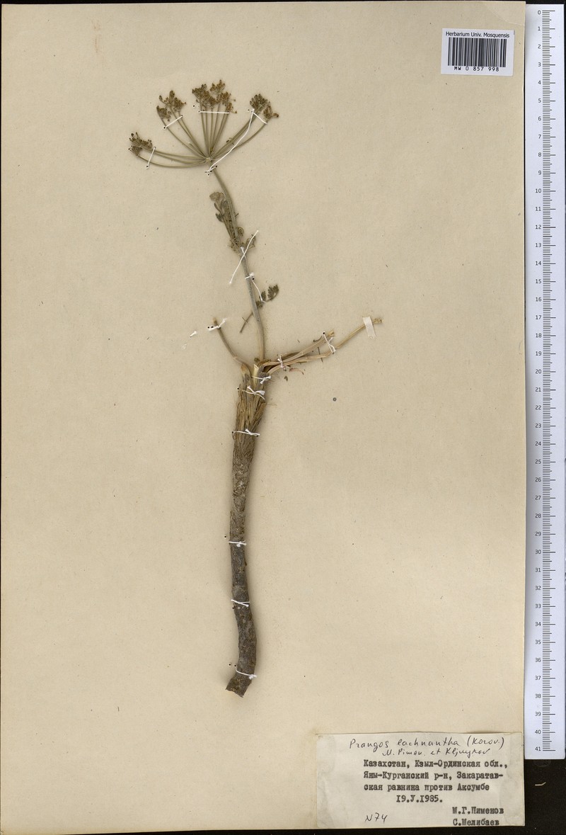 Prangos lachnantha photo 3