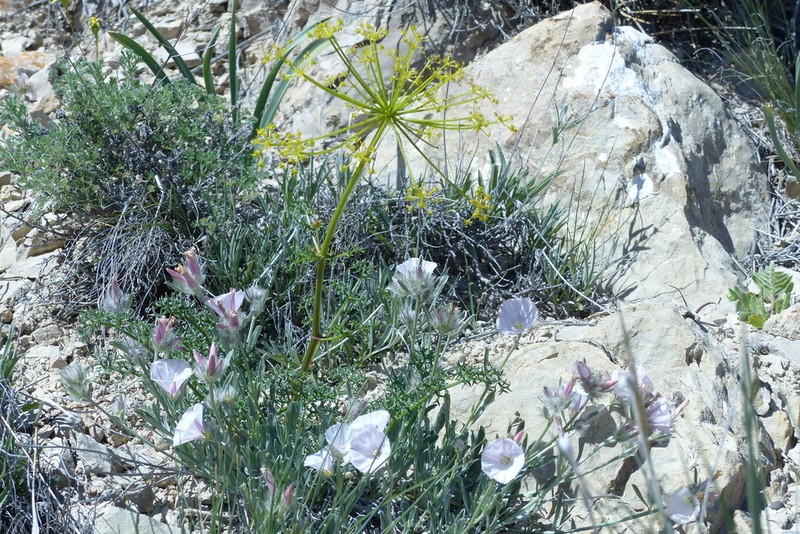 Prangos latiloba photo 2