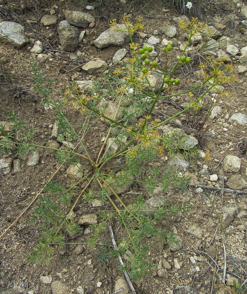 Prangos ledebourii photo 7