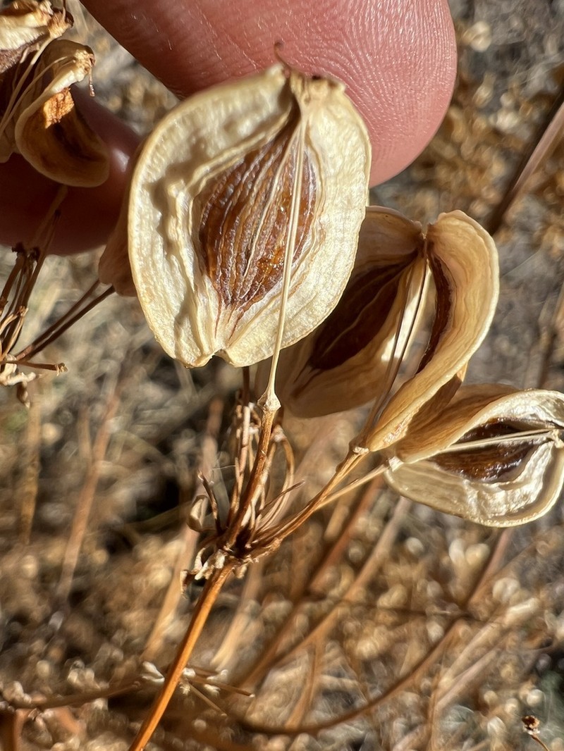 Prangos longistylis