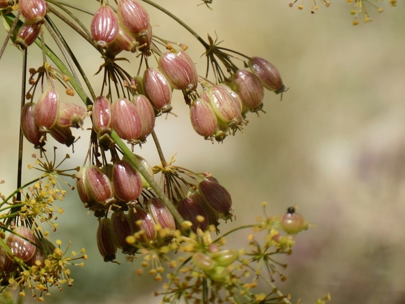 Prangos longistylis photo 2