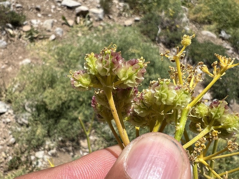 Prangos lophoptera photo 8