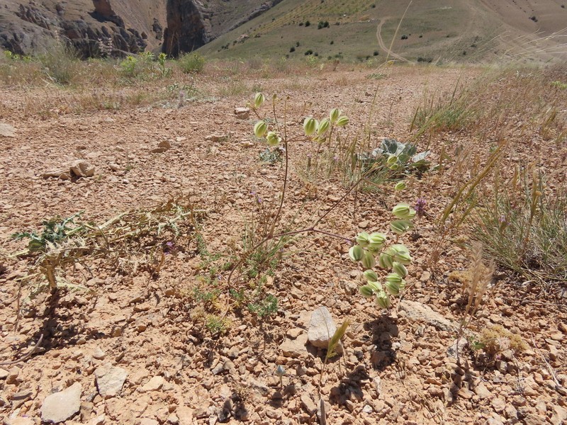 Prangos meliocarpoides