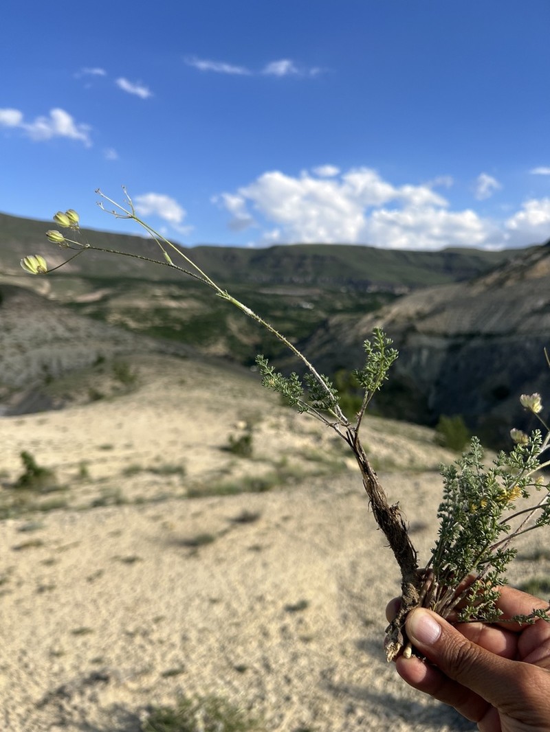 Prangos meliocarpoides photo 2
