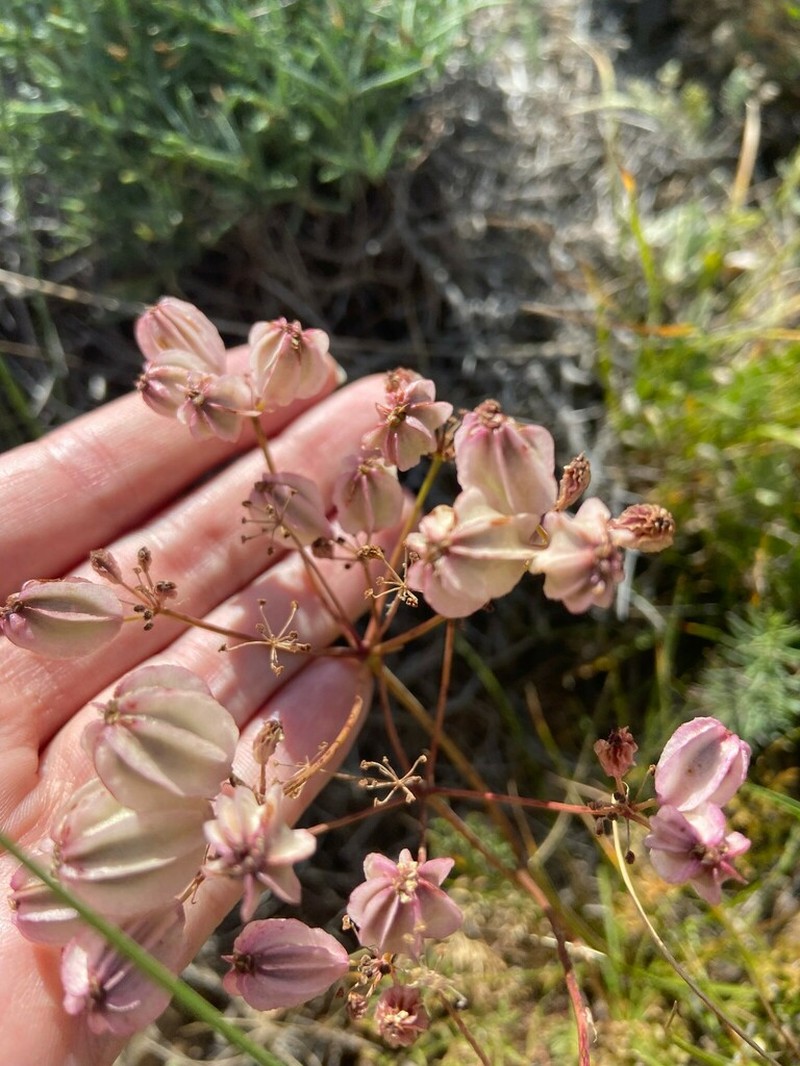 Prangos meliocarpoides photo 3