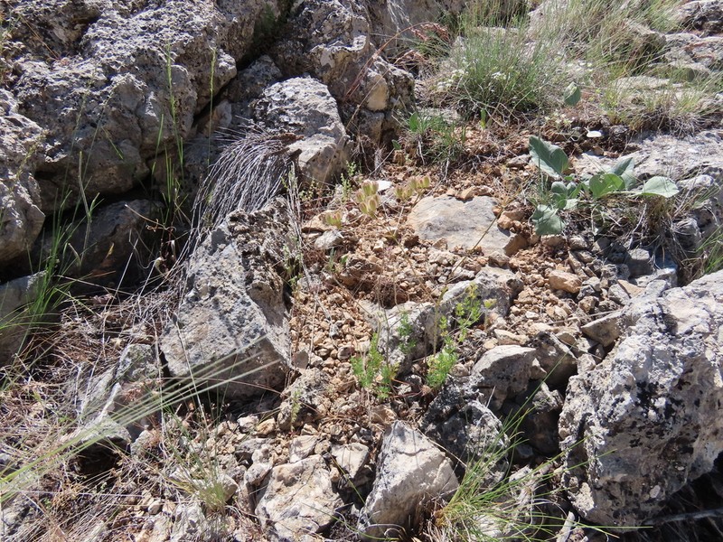 Prangos meliocarpoides photo 4