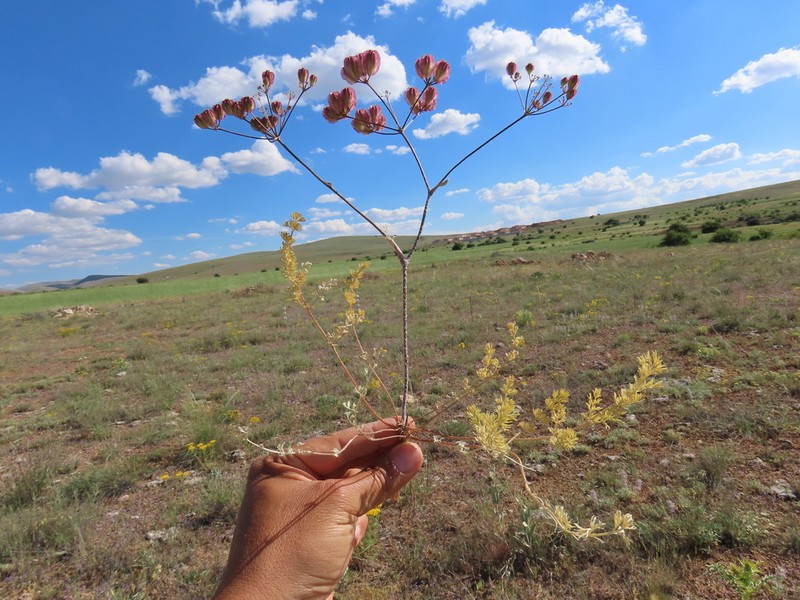 Prangos meliocarpoides photo 5