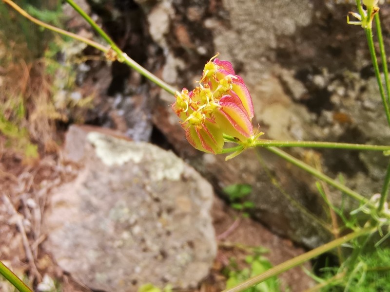 Prangos meliocarpoides photo 6