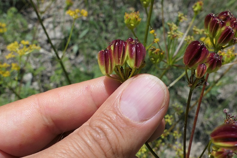Prangos meliocarpoides photo 7