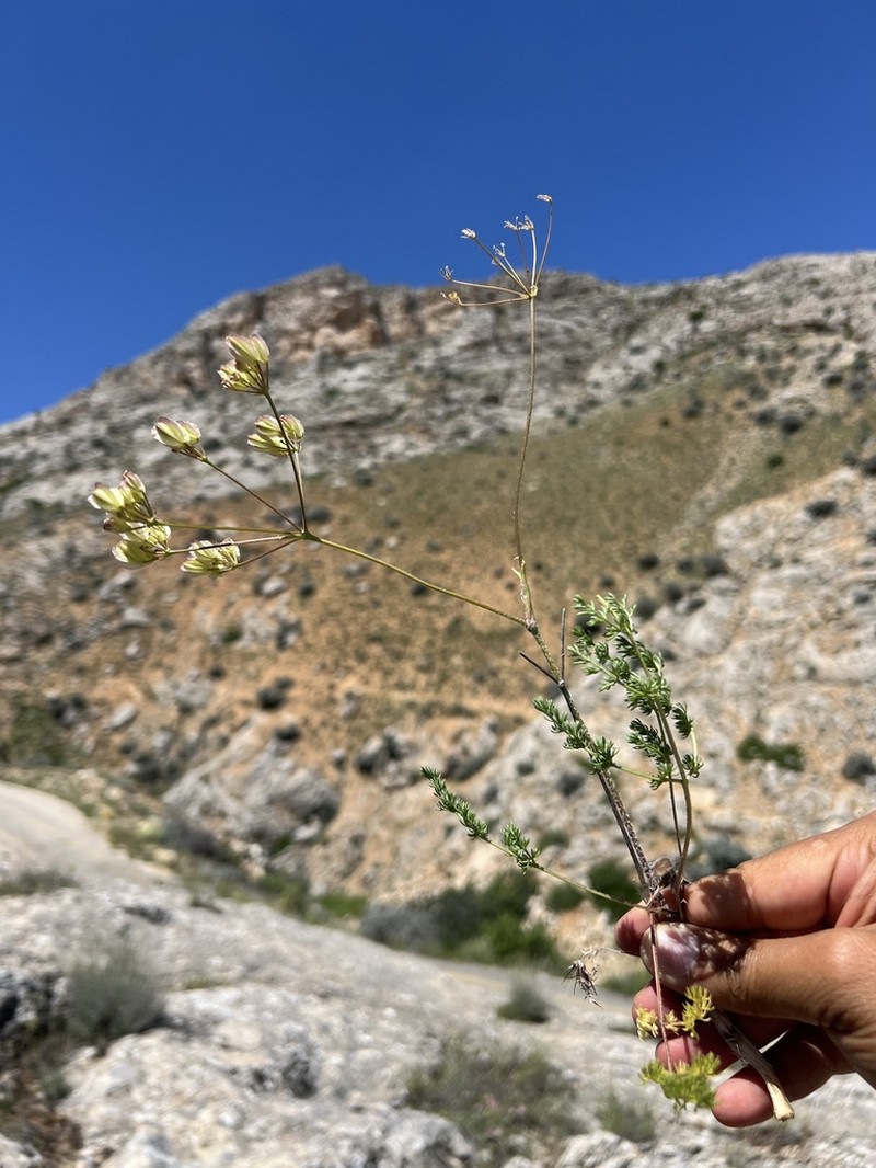 Prangos meliocarpoides photo 8