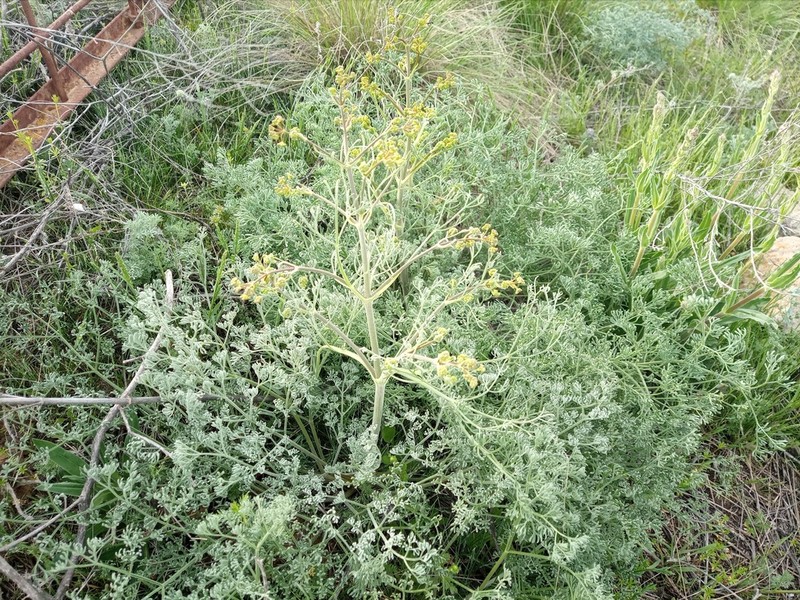 Prangos odontalgica