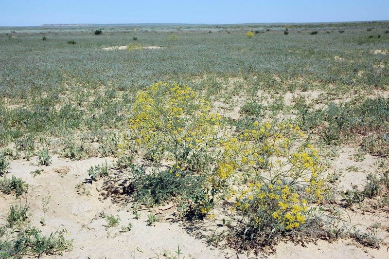 Prangos odontalgica photo 2