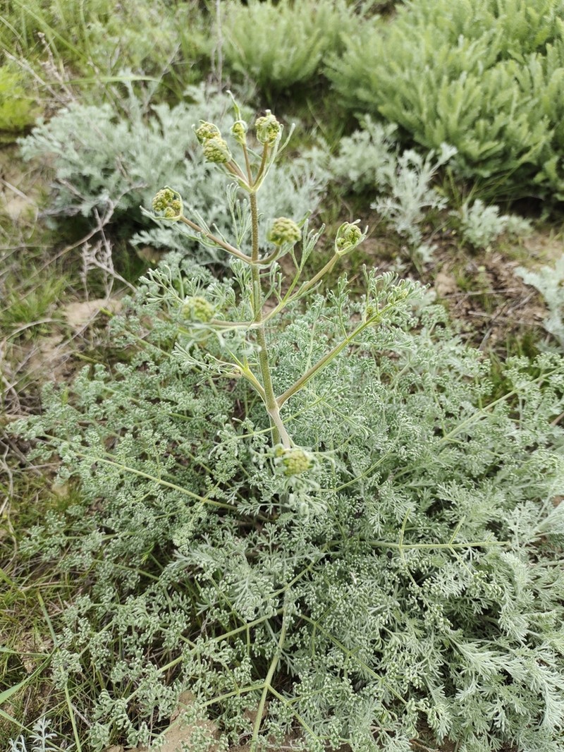 Prangos odontalgica photo 3