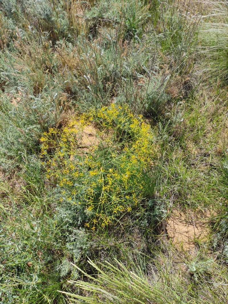 Prangos odontalgica photo 4