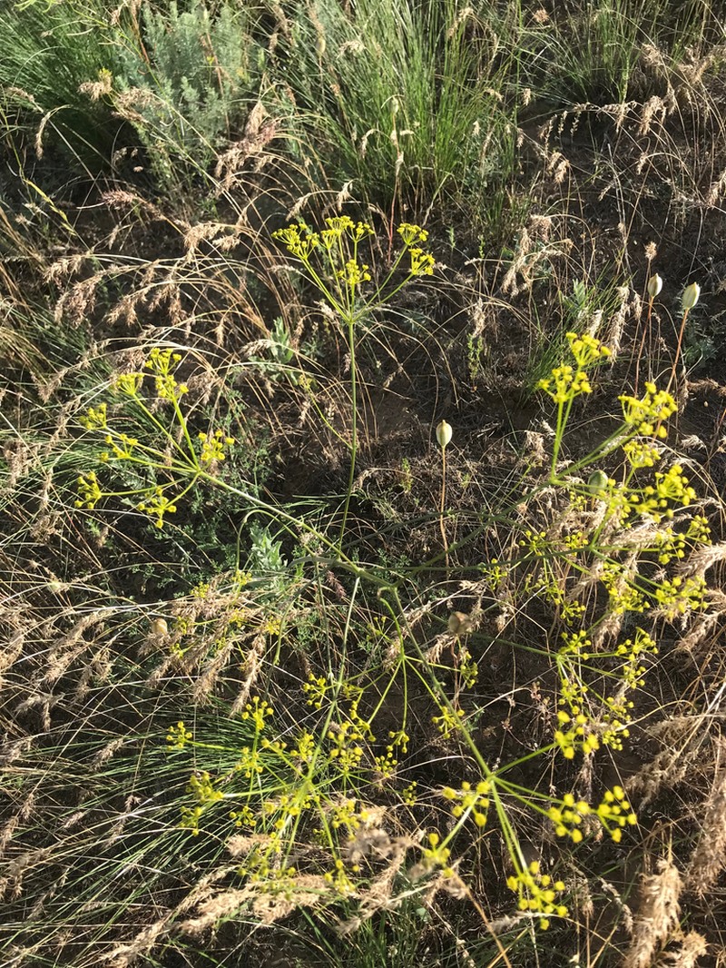 Prangos odontalgica photo 5