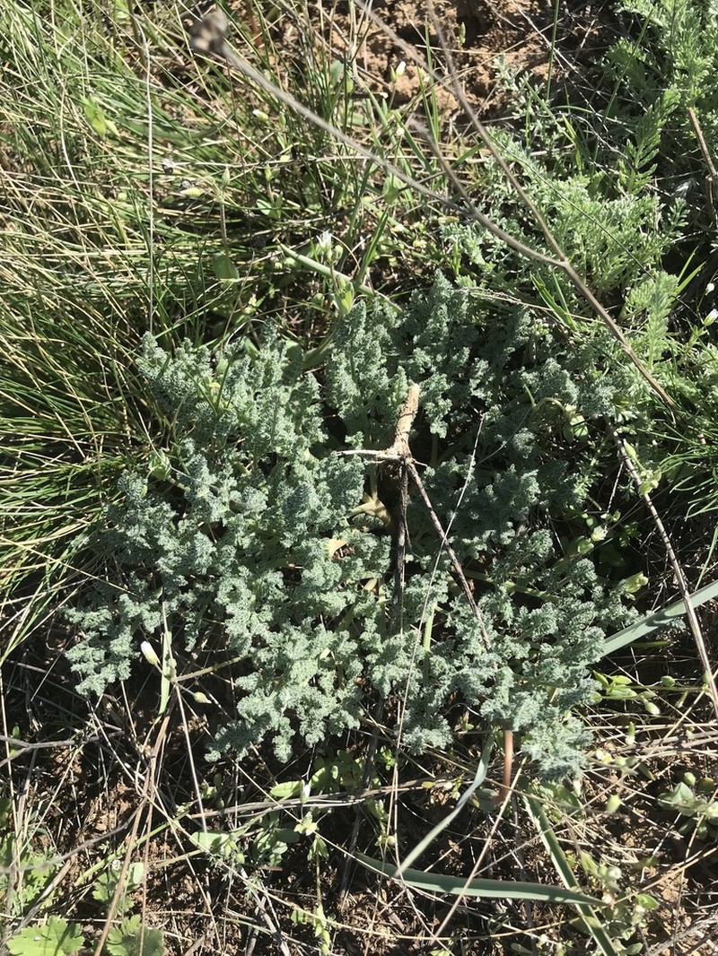 Prangos odontalgica photo 6