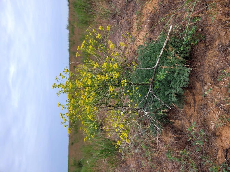 Prangos odontalgica photo 8