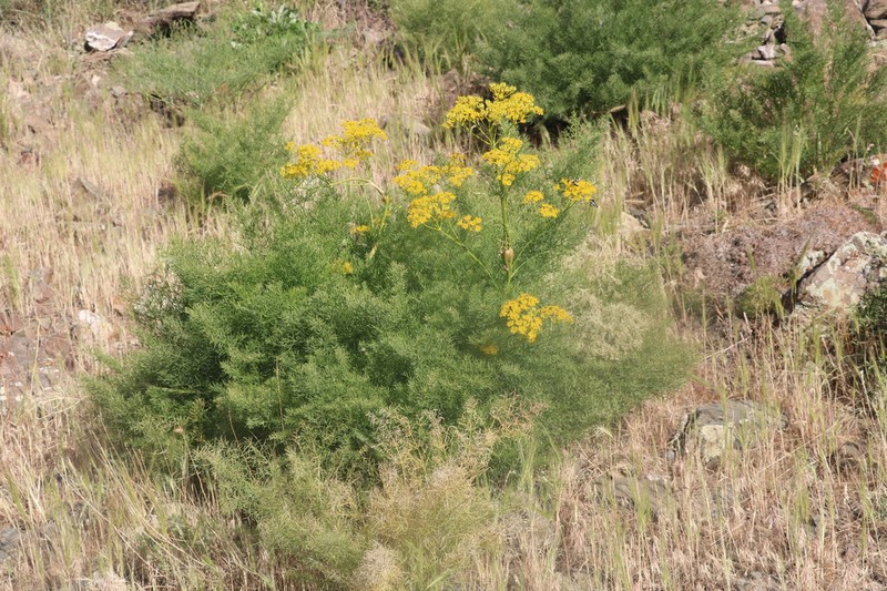 Prangos ornata