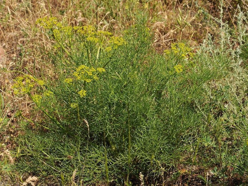 Prangos ornata photo 5