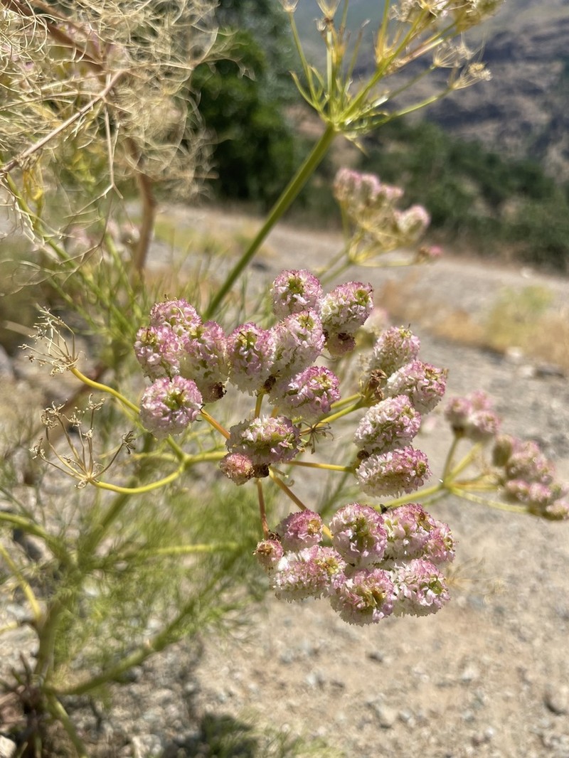 Prangos pabularia