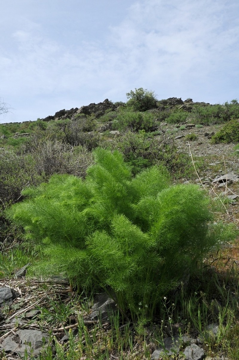 Prangos pabularia photo 3