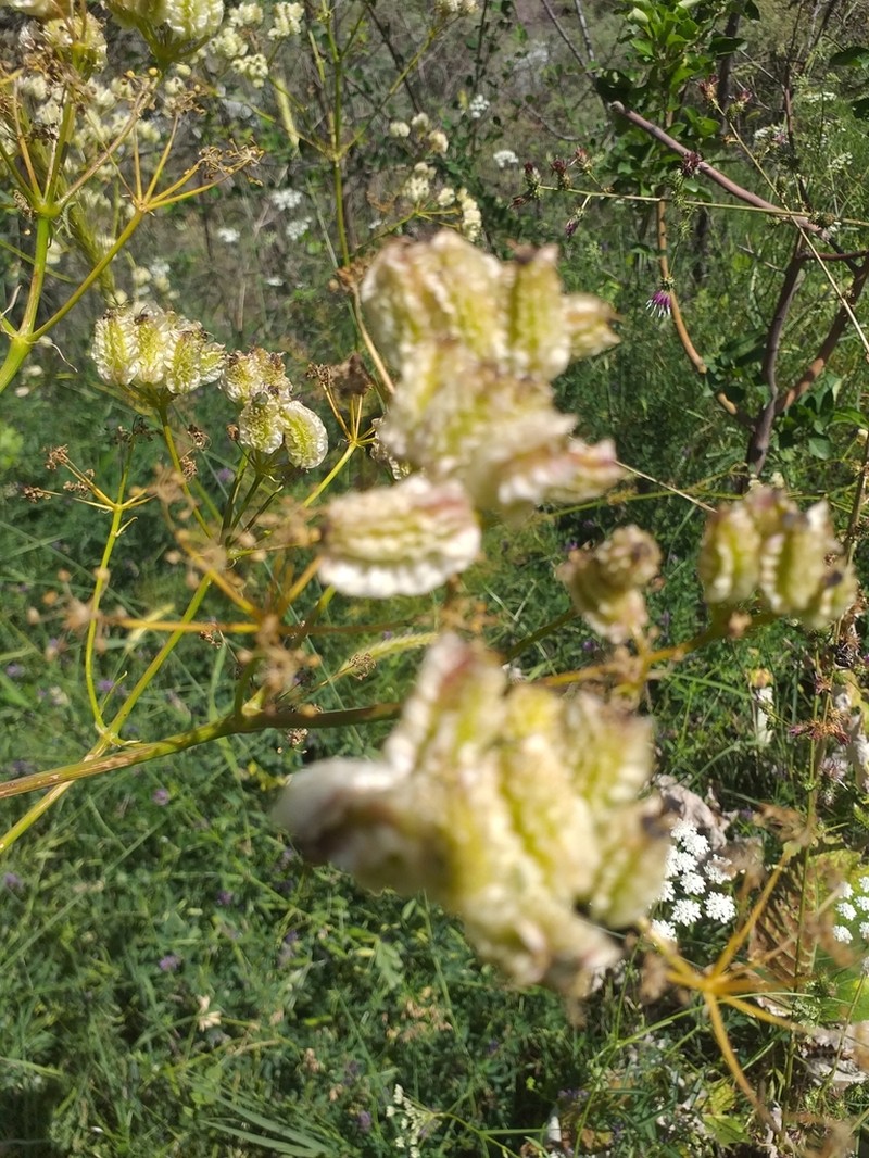Prangos pabularia photo 5