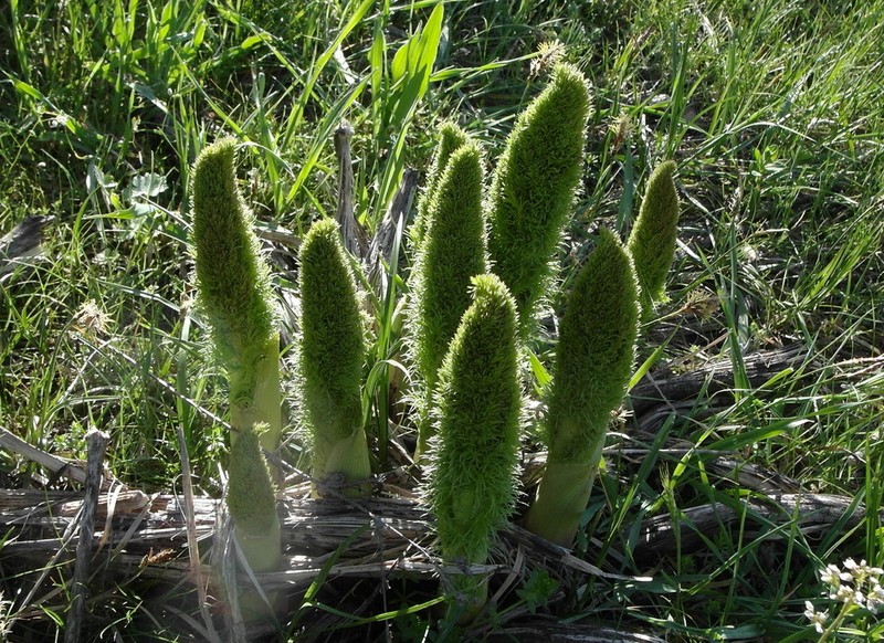 Prangos pabularia photo 7