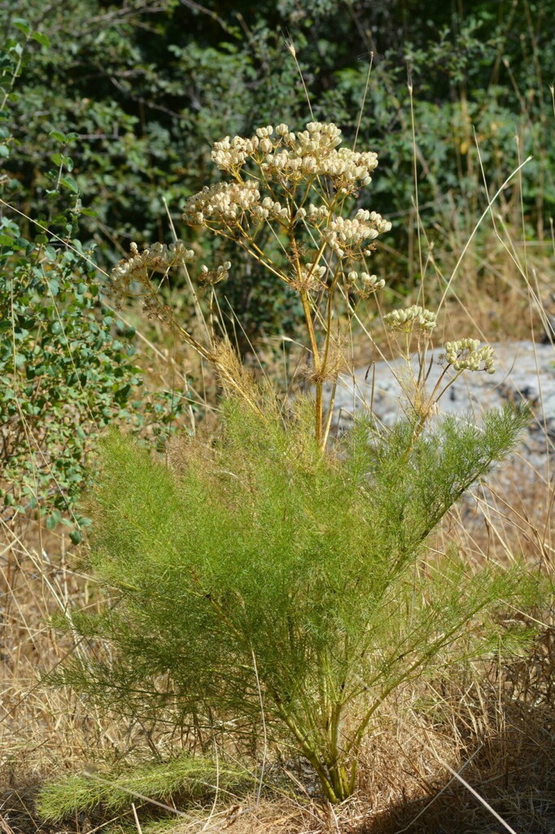 Prangos pabularia photo 8