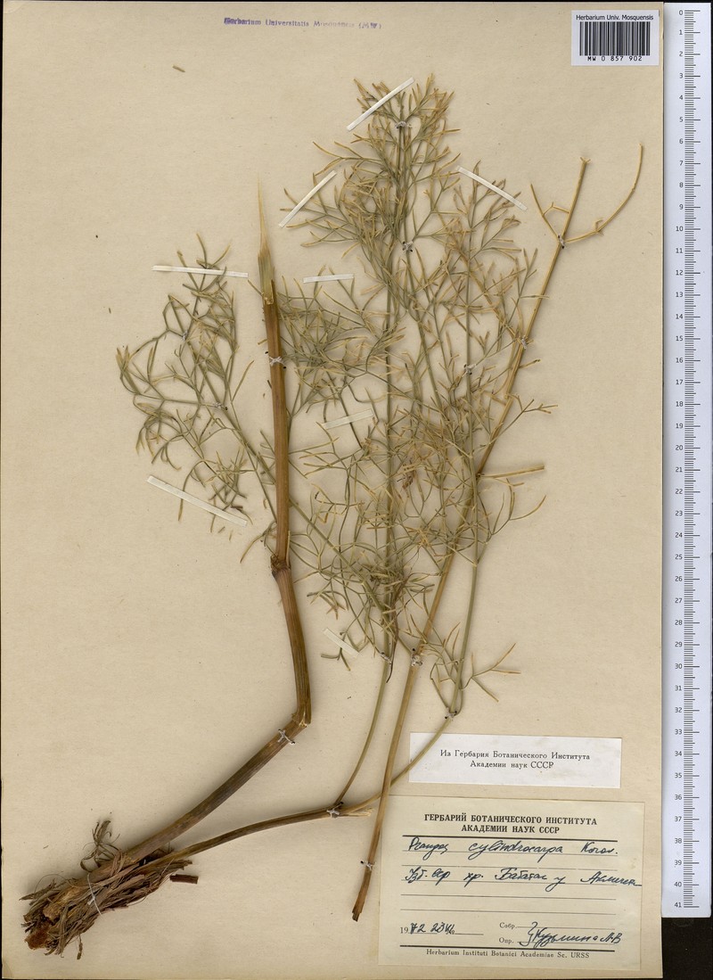 Prangos pabularia subsp. cylindrocarpa