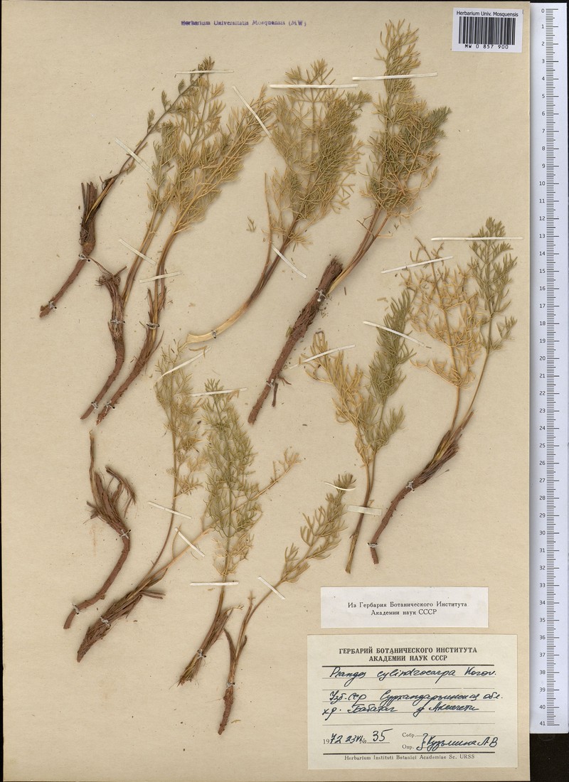 Prangos pabularia subsp. cylindrocarpa photo 2
