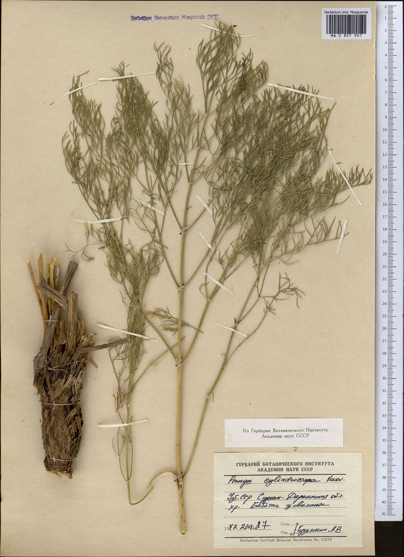Prangos pabularia subsp. cylindrocarpa photo 3