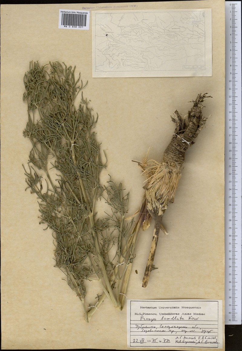 Prangos pabularia subsp. lamellata