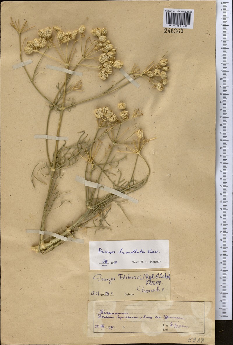 Prangos pabularia subsp. lamellata photo 2