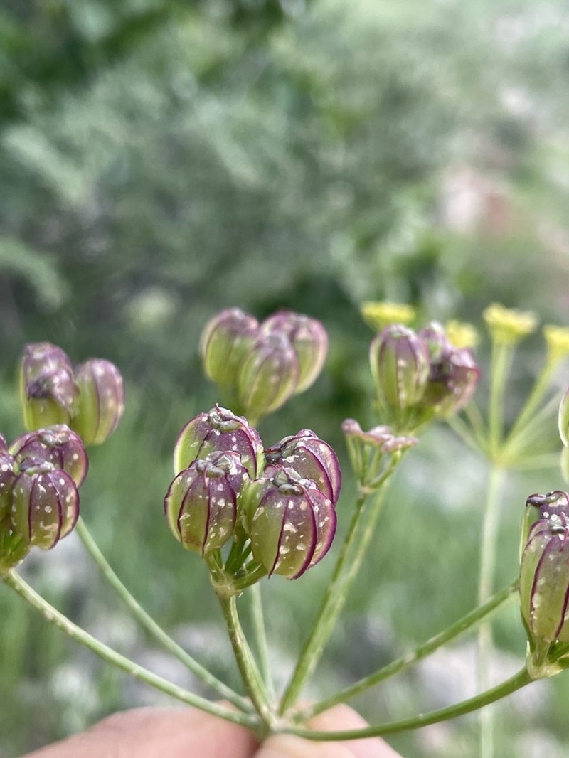 Prangos peucedanifolia
