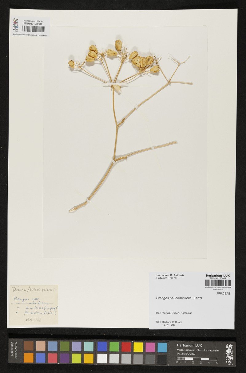 Prangos peucedanifolia photo 3