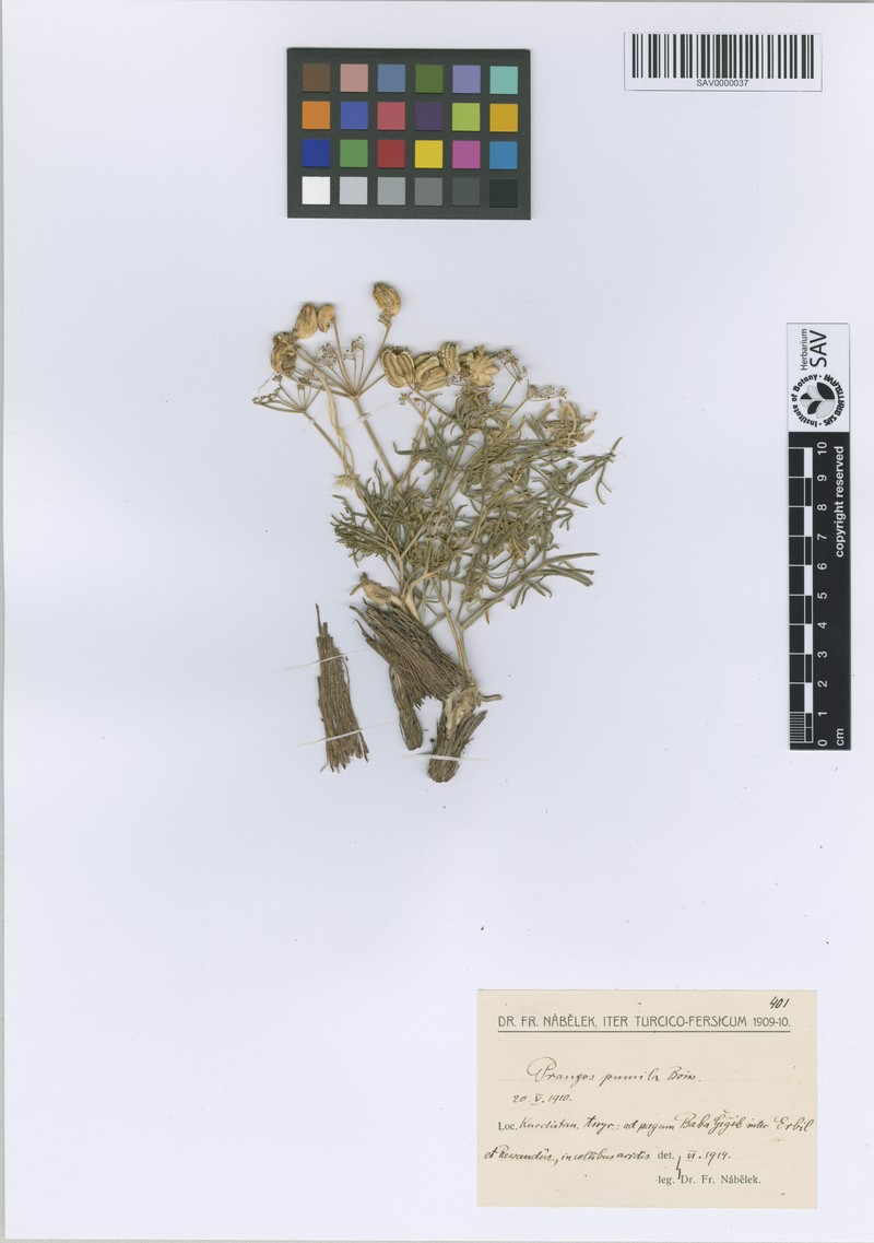 Prangos peucedanifolia photo 4