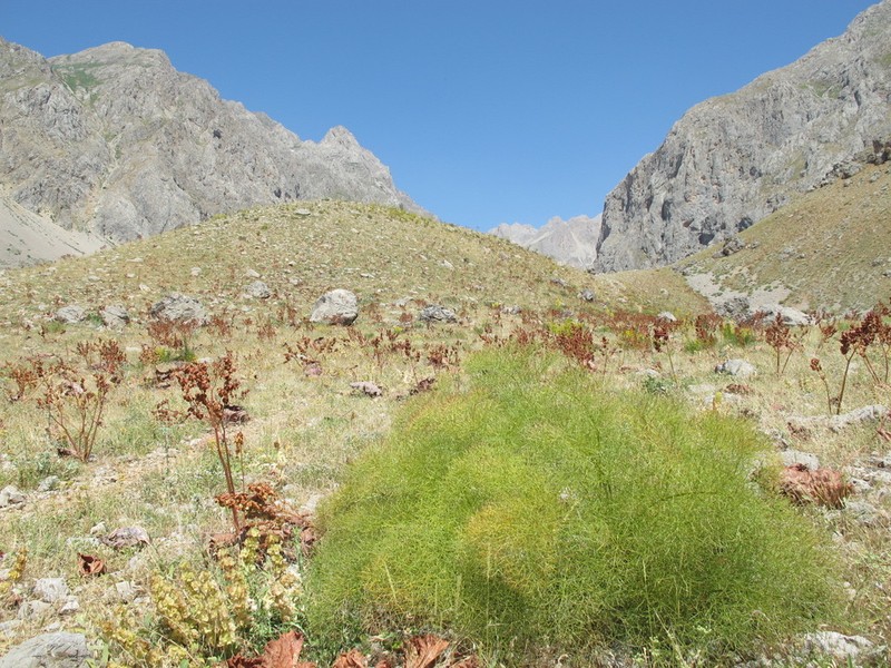 Prangos platychlaena photo 3