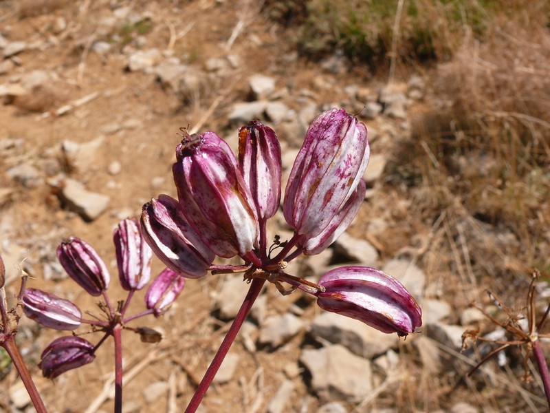 Prangos platychlaena photo 4
