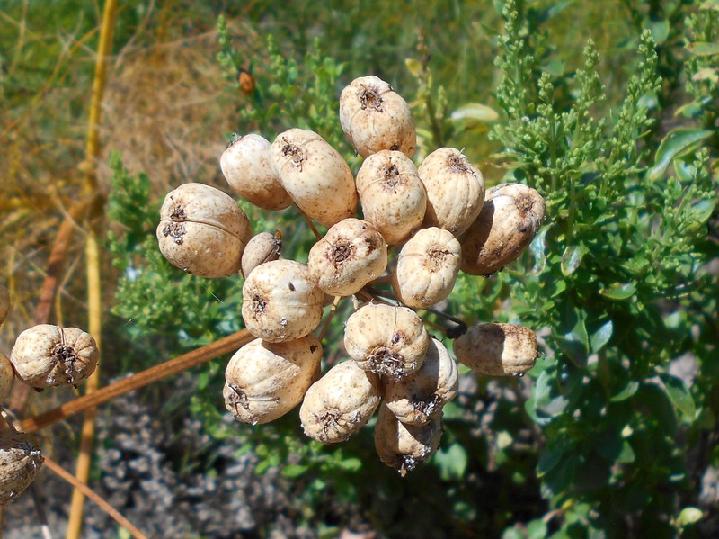 Prangos trifida