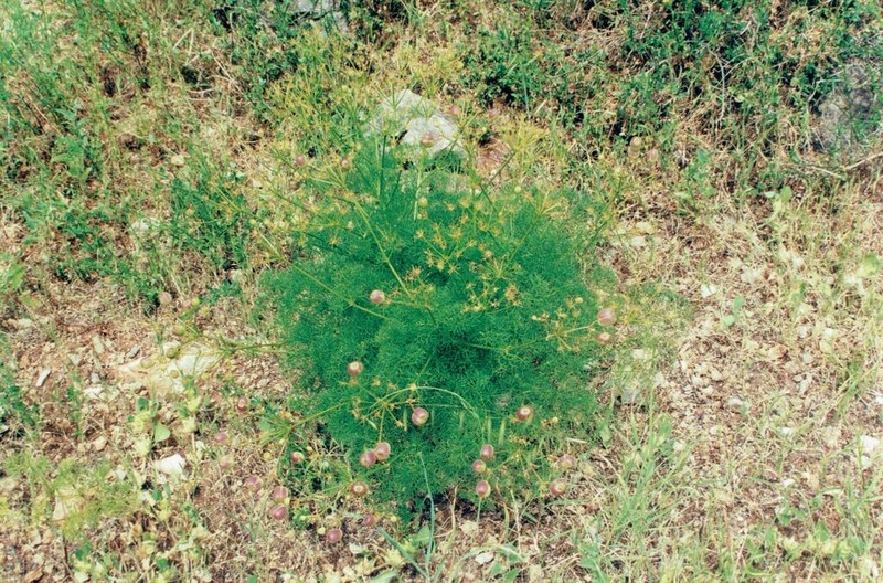 Prangos trifida photo 2