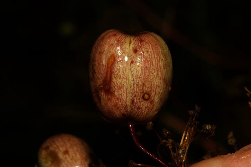 Prangos trifida photo 7