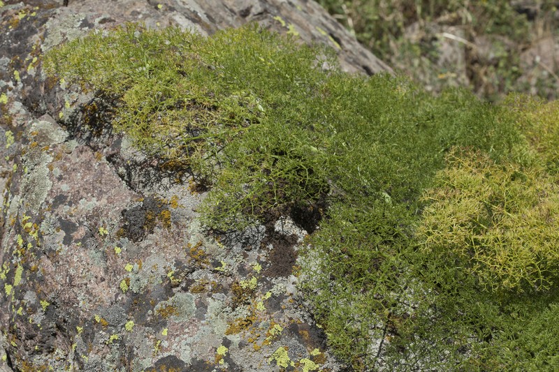 Prangos tschimganica