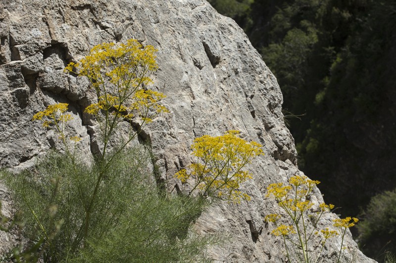 Prangos tschimganica photo 4